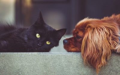 Ticks, 7 Signs Your Dog Or Cat Has One.