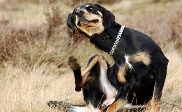 best flea treatment for large dogs