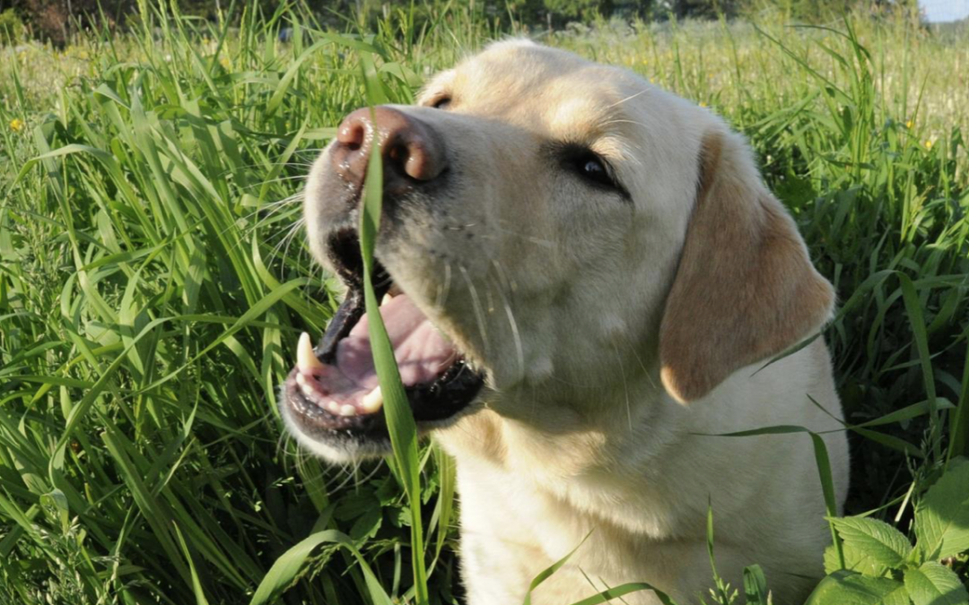 Why does my dog or cat eat grass?