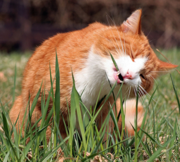 Why does my dog or cat eat grass? Fleamail