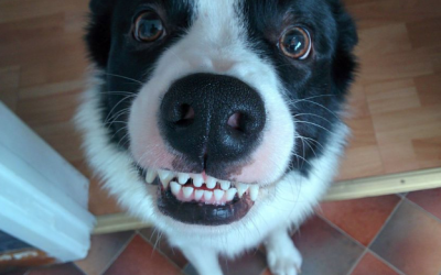 How to look after your dog’s teeth, a Vet’s guide.
