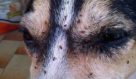 Do I need to protect my cat or dog against fleas in winter Do I need to protect my cat or dog against fleas in winter
