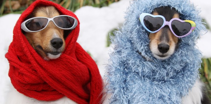 How to keep your dog warm in winter