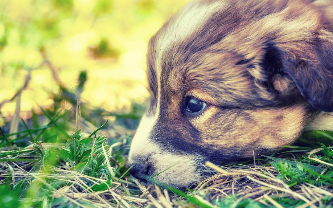 How To Combat The Puppy Blues