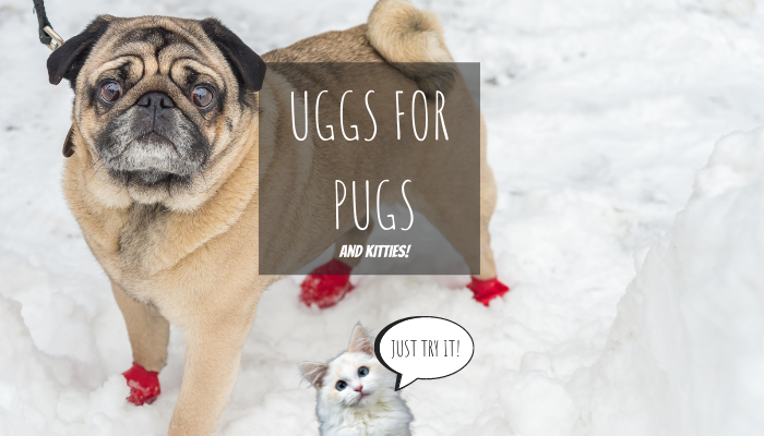 Uggs For Pugs! (And Kitties)