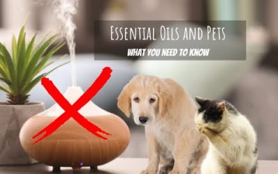 Essential Oils and Pets… What you need to know!