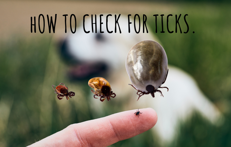 How To Check For Ticks
