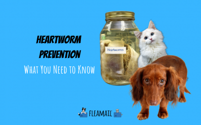 Heartworm Prevention: What You Need to Know